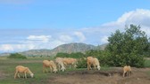 Cứu hộ đàn cừu Ninh Thuận