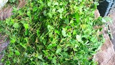 Các mặt hàng giải nhiệt hút khách
