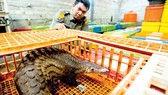 Chống buôn bán động vật hoang dã bằng công nghệ