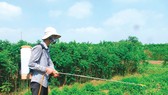Nhiều nơi, nông dân vẫn sử dụng các loại thuốc diệt cỏ đe dọa sức khỏe con người