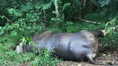 Con bò tót chết trong khu bảo tồn tại Đồng Nai là do ô tô tông