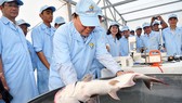 Thủ tướng Nguyễn Xuân Phúc thăm khu sản xuất cá tra giống công nghệ cao của Công ty cổ phần Việt Úc. Ảnh: VGP