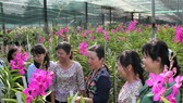 Rực rỡ sắc màu tại Festival Hoa lan TPHCM