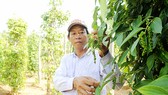 Tiêu xuất khẩu trồng tại Phú Quốc. Ảnh: CAO THĂNG