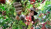Khai mạc Ngày Cà phê Việt Nam