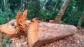 Tạm giữ 5 đối tượng phá rừng