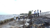 Đê biển Tây Cà Mau bị sạt lở nghiêm trọng