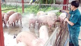 Vui buồn nuôi heo vụ tết