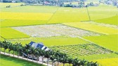 Long An xây dựng nông thôn mới với khí thế mới