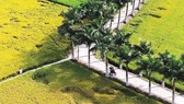 Thực hiện Nghị định 100 ở nông thôn mạnh hơn