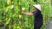 Khôi phục làng trầu Vị Thủy