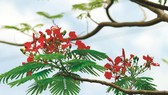 Gọi tên tháng sáu
