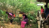 Nỗi lo homestay