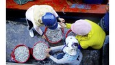 Mùa cá cơm đến sớm