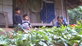 Hai mẹ con nghèo, bệnh nặng