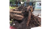 Trách nhiệm khi cây xanh trong sân trường gãy đổ