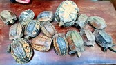 Phát hiện vụ vận chuyển 15 cá thể rùa