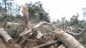 Rừng tự nhiên của Công ty Lâm nghiệp Quảng Tín (Đắk Nông) bị chặt phá. Ảnh: CÔNG HOAN