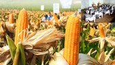 Cảnh báo về tình trạng nguồn gen cây trồng, vật nuôi bản địa bị suy giảm