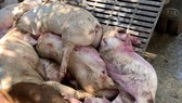 Tang vật vụ việc. Ảnh: CHÍ PHƯỚC