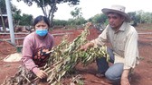Vợ chồng nông dân khóc tức tưởi vì 500 cây ăn quả bị chặt phá ngang gốc. Ảnh: VŨ PHONG