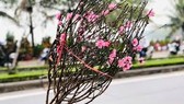 Cành đào cần bó gọn gàng để gửi đường hàng không