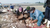 Nhịp mưu sinh dần trở lại nơi làng biển