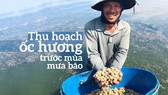 Thu hoạch ốc hương trước mùa mưa bão