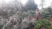 Vườn sầu riêng hàng trăm triệu đồng bị kẻ xấu triệt hạ