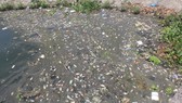 Cá chết nổi trắng hồ điều hòa ở Quảng Nam