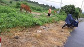 Báo cáo Tổng cục Đường bộ vụ phát quang quốc lộ bằng thuốc diệt cỏ