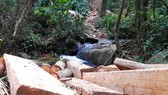 Điều tra đối tượng “xẻ thịt” rừng Kon Tum