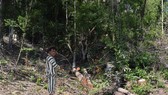 Chủ tịch tỉnh tặng bằng khen 2 cán bộ công an vì chiến tích truy bắt băng nhóm cưa hạ 103m³ gỗ