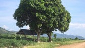 Điều tra vụ kiểm lâm bị đâm khi mật phục để bắt gỗ lậu