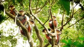 Các hoạt động đe dọa đến việc bảo tồn đa dạng sinh học thường tăng cao trong những dịp lễ, tết