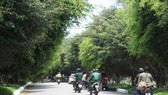 Du khách lên nghỉ mát theo từng nhóm dọc tuyến đường lên bán đảo Sơn Trà