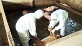 Chính phủ ban hành mức hỗ trợ dịch tả heo châu Phi