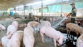 Đồng Nai: Hỗ trợ gần 490 tỷ đồng cho hộ thiệt hại do dịch tả heo châu Phi