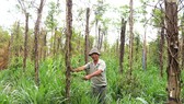 Người trồng tiêu huyện Bù Đốp (Bình Phước) điêu đứng vì giá cả xuống thấp kéo dài