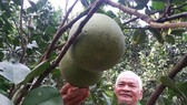 Trồng bưởi ứng dụng công nghệ cao tại Tây Ninh