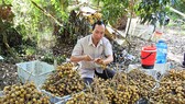 Trồng nhãn xuất khẩu, thế mạnh của huyện Châu Thành