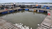 Cá chết nổi trên mặt nước. Ảnh: VŨ PHONG