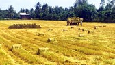 Kiến nghị thông quan gạo nằm tại cảng