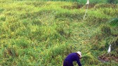 Nông dân Hậu Giang dọn rãnh để nước rút, hy vọng lúa bị ngã không bị lên mọng