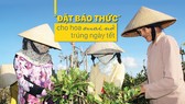 “Đặt báo thức” cho hoa mai nở trúng ngày tết