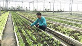 Phát triển nông nghiệp gắn với đô thị
