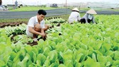 Nông dân TPHCM sản xuất rau an toàn. Ảnh: THÀNH TRÍ
