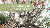 Ngắm sứ “khổng lồ” tại Làng hoa Sa Đéc