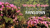 “Nữ hoàng” đỗ quyên “bung lụa” trên đỉnh Fansipan