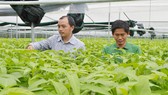 Mô hình trồng rau thủy canh giúp tiết kiệm đất và diện tích, lại cách ly được với nguồn sâu bệnh và nước ô nhiễm